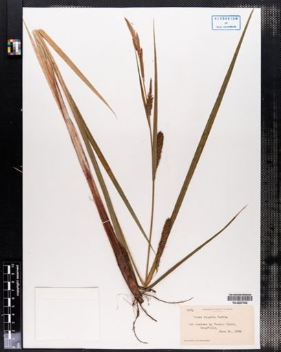 Carex riparia