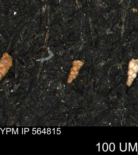 Verneuilinoides kansasensis