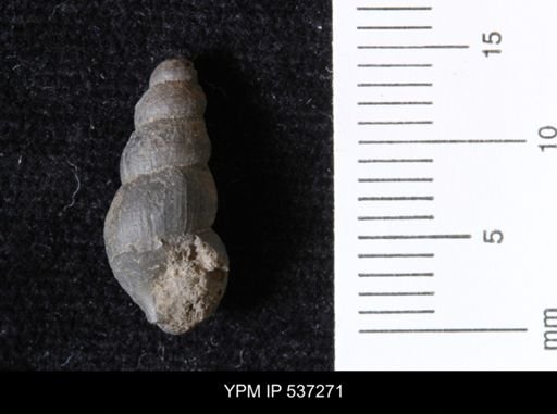 Goniobasis ortmanni