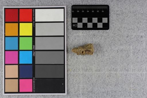 Mesohippus bairdi