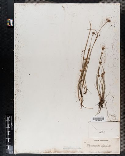 Rhynchospora alba
