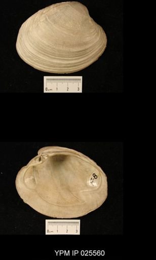 Cytherea staminae