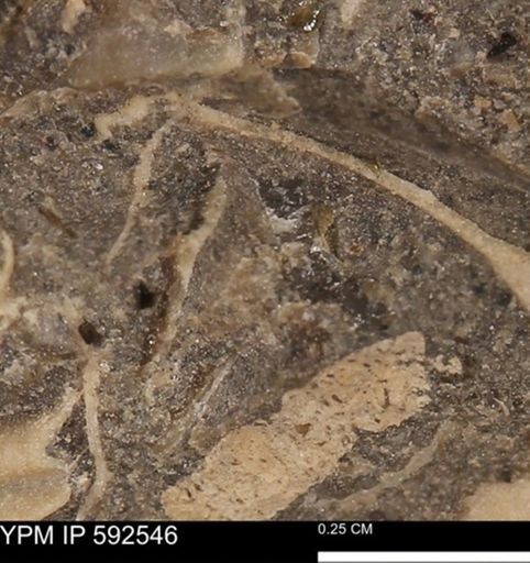undet. Mollusca