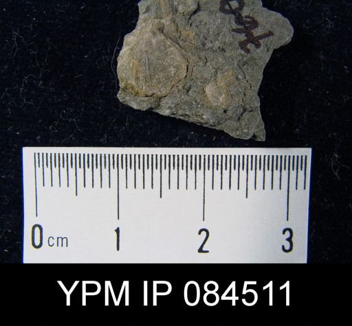 Mendacella uberis