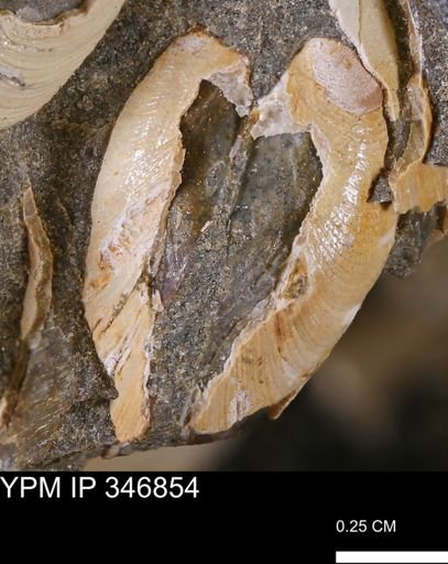Limopsis striatopunctatus