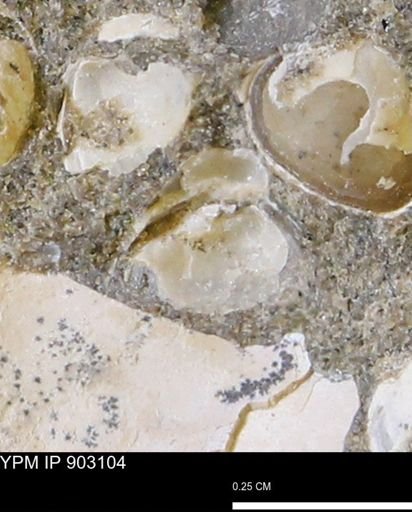 Corbulamella sp.