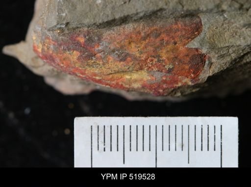 undet. Arthropoda