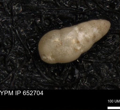 undet. Foraminiferida