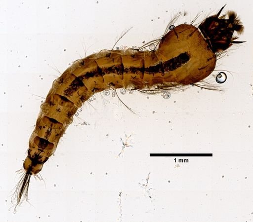 Anopheles fluviatilis