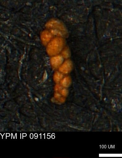 Verneuilinoides kansasensis