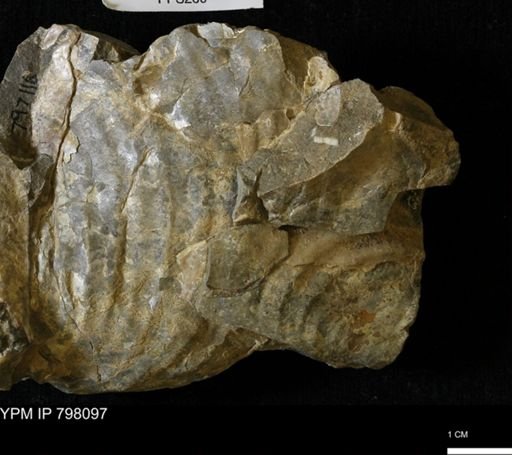 Inoceramus