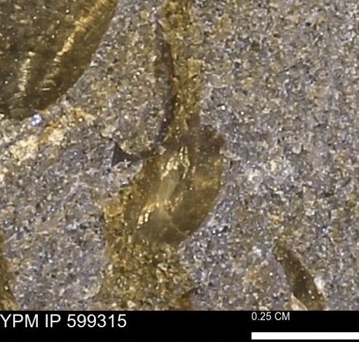 Protocardia subquadrata