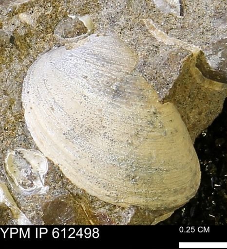Limopsis striatopunctatus