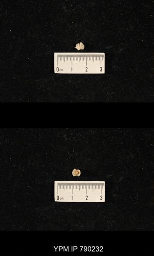 Derbyia sp.