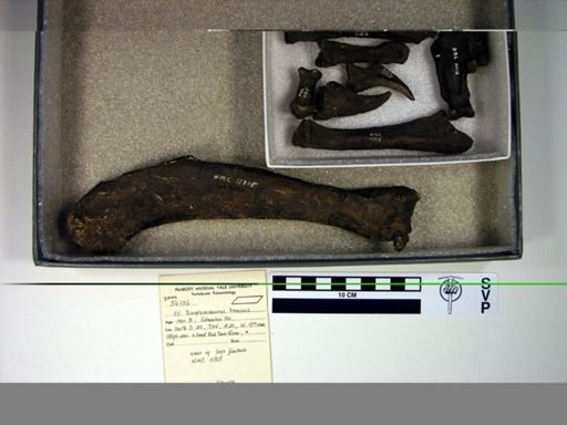 cf. Daspletosaurus torosus