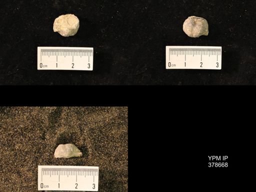 Marginifera wabashensis