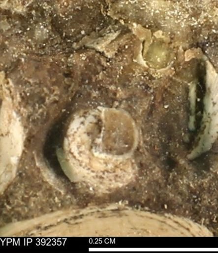 Gastropoda?