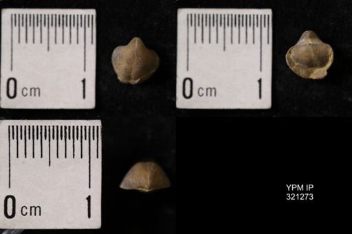Ambocoelia umbonata