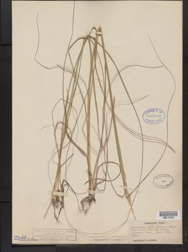 Sporobolus asper