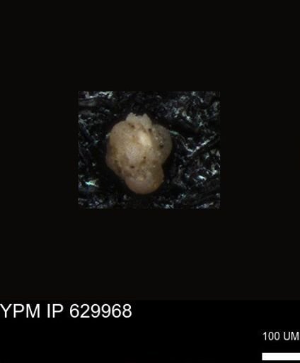 undet. Foraminiferida