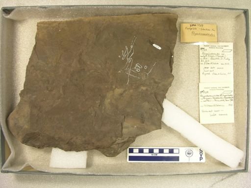 Rhynchosauroides aff. hyperbates