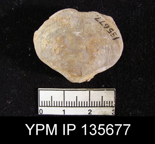 Athyris semiconcava