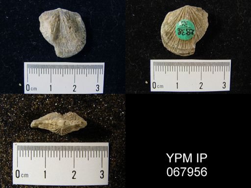 Orthostrophia strophomenoides
