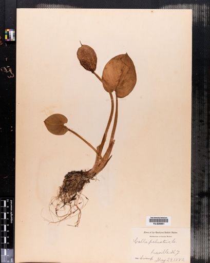 Calla palustris