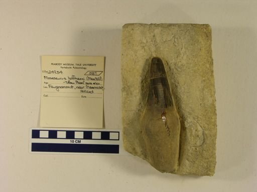 Mosasaurus hoffmanni