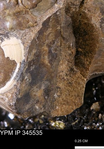 undet. Mollusca
