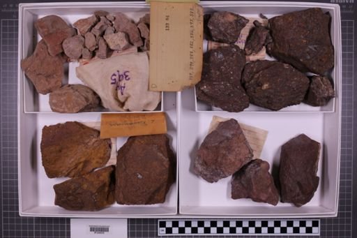 mixed taxa, stratigraphic collection