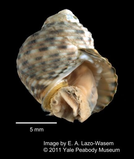 Monodonta australis