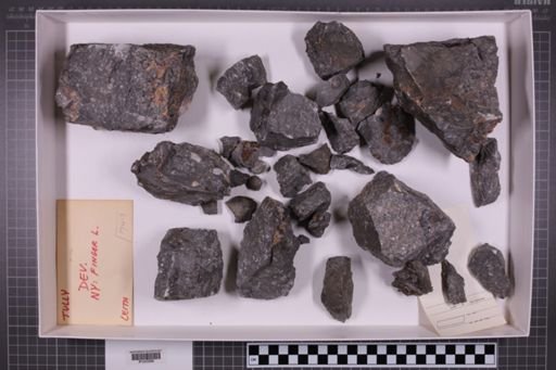 mixed taxa, stratigraphic collection