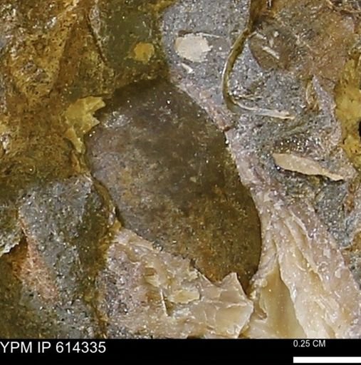 Mollusca