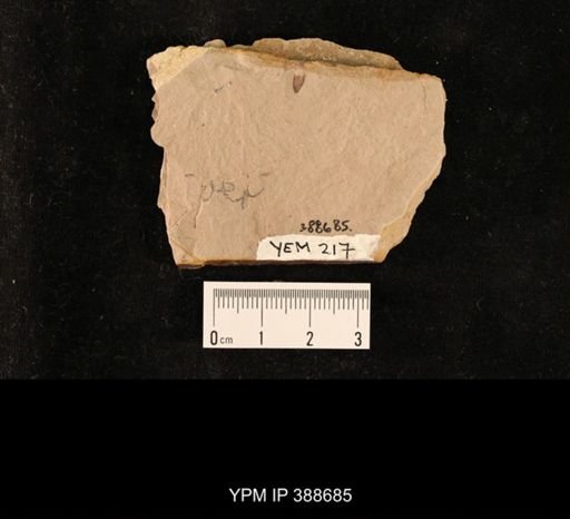 undet. Hemiptera