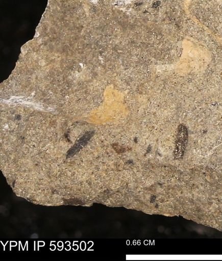 taxon undetermined