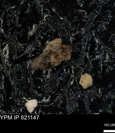undet. Foraminiferida