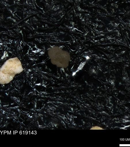 undet. Rugoglobigerinidae