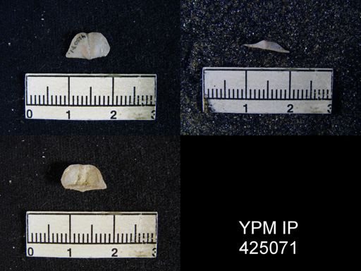 Chonetina flemingi var. plebeia
