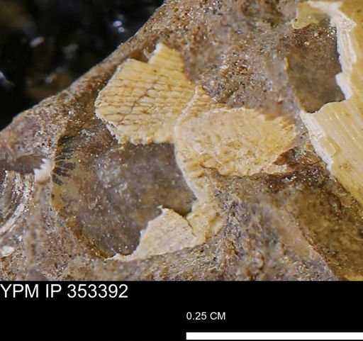 Parallelodon sp.