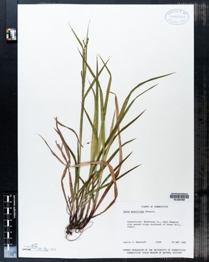 Carex gracillima