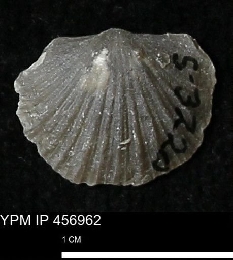 Stropheodonta sp.