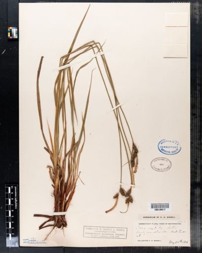 Carex