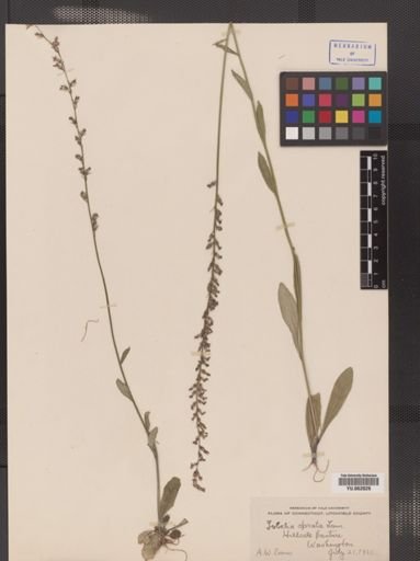 Lobelia inflata