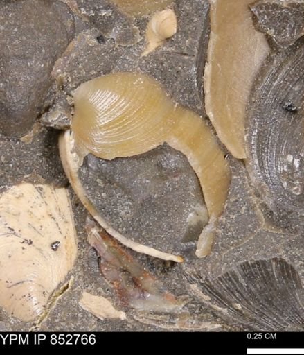 Limopsis striatopunctatus