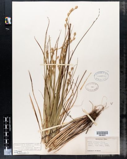 Carex silicea