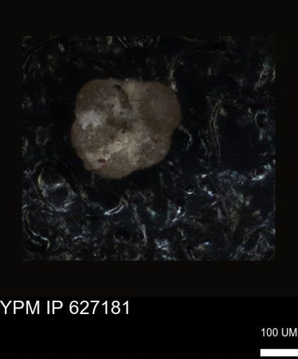 undet. Foraminiferida