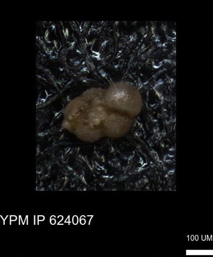 undet. Foraminiferida