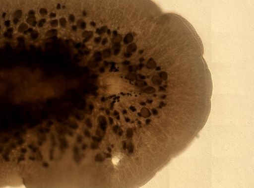 Pleioplana atomata
