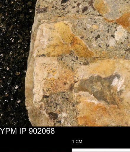 undet. Inoceramidae